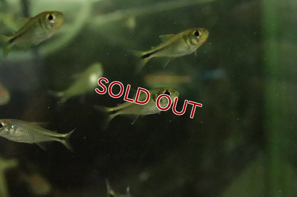 画像2: 【淡水魚】サンシャインデウテロドンテトラ バイヤ産 ワイルド【１匹 サンプル画像】(珍カラ)(生体)(淡水)ＮＫCK (2)