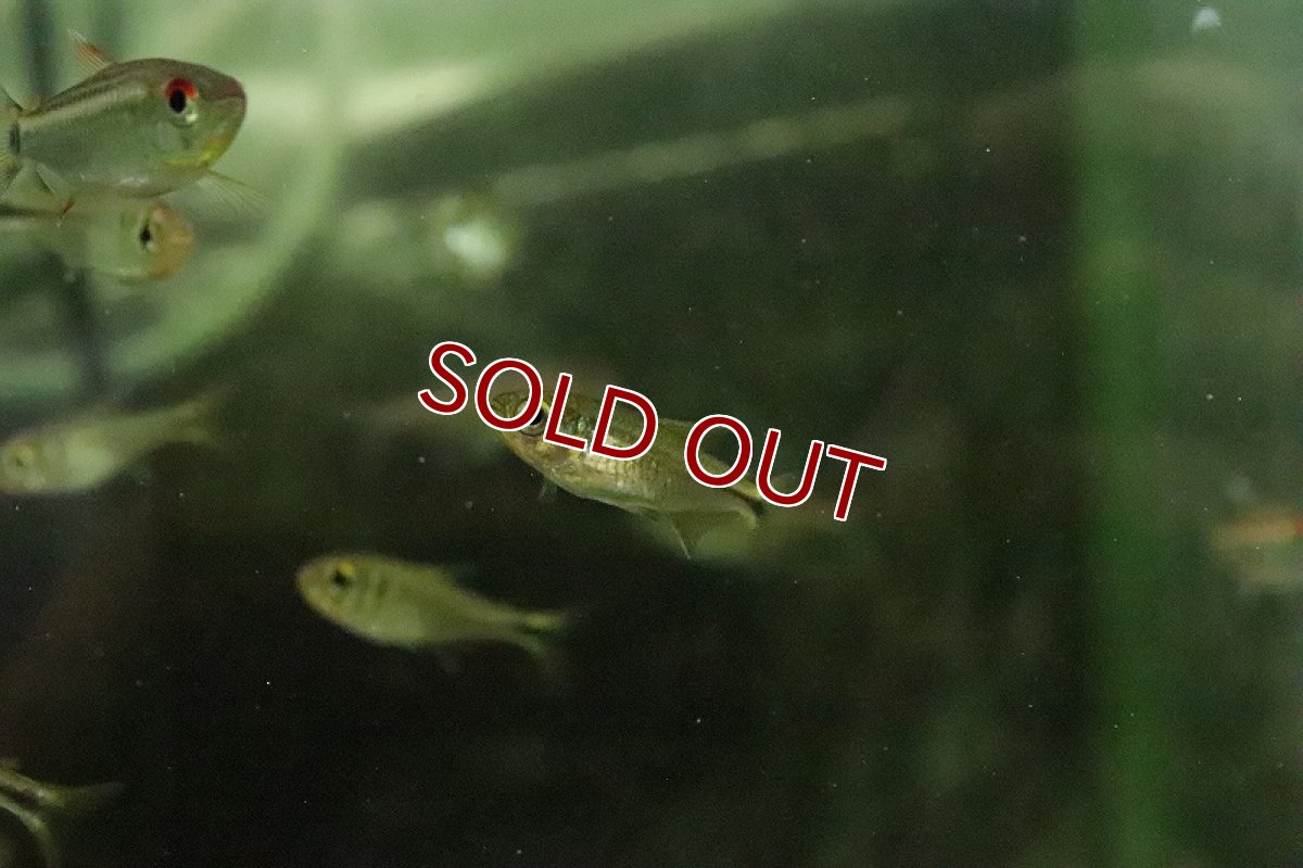 画像3: 【淡水魚】サンシャインデウテロドンテトラ バイヤ産 ワイルド【１匹 サンプル画像】(珍カラ)(生体)(淡水)ＮＫCK (3)