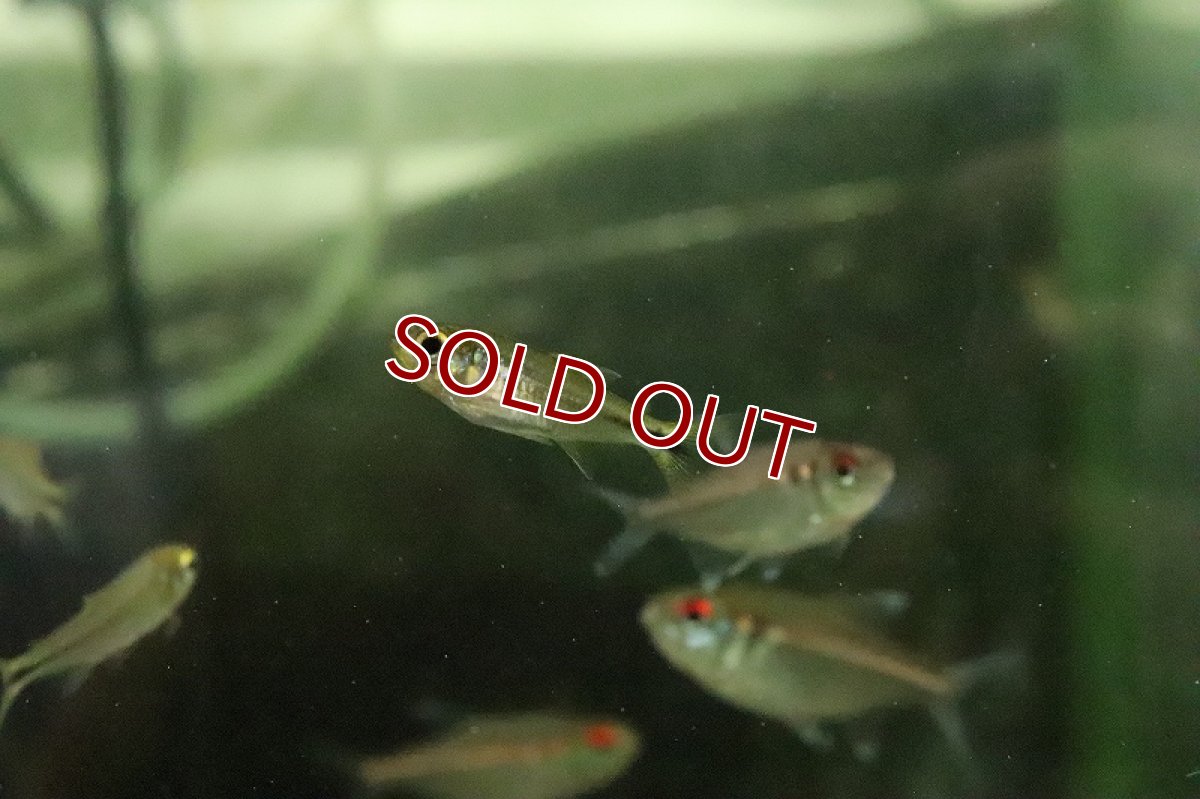 画像4: 【淡水魚】サンシャインデウテロドンテトラ バイヤ産 ワイルド【１匹 サンプル画像】(珍カラ)(生体)(淡水)ＮＫCK (4)