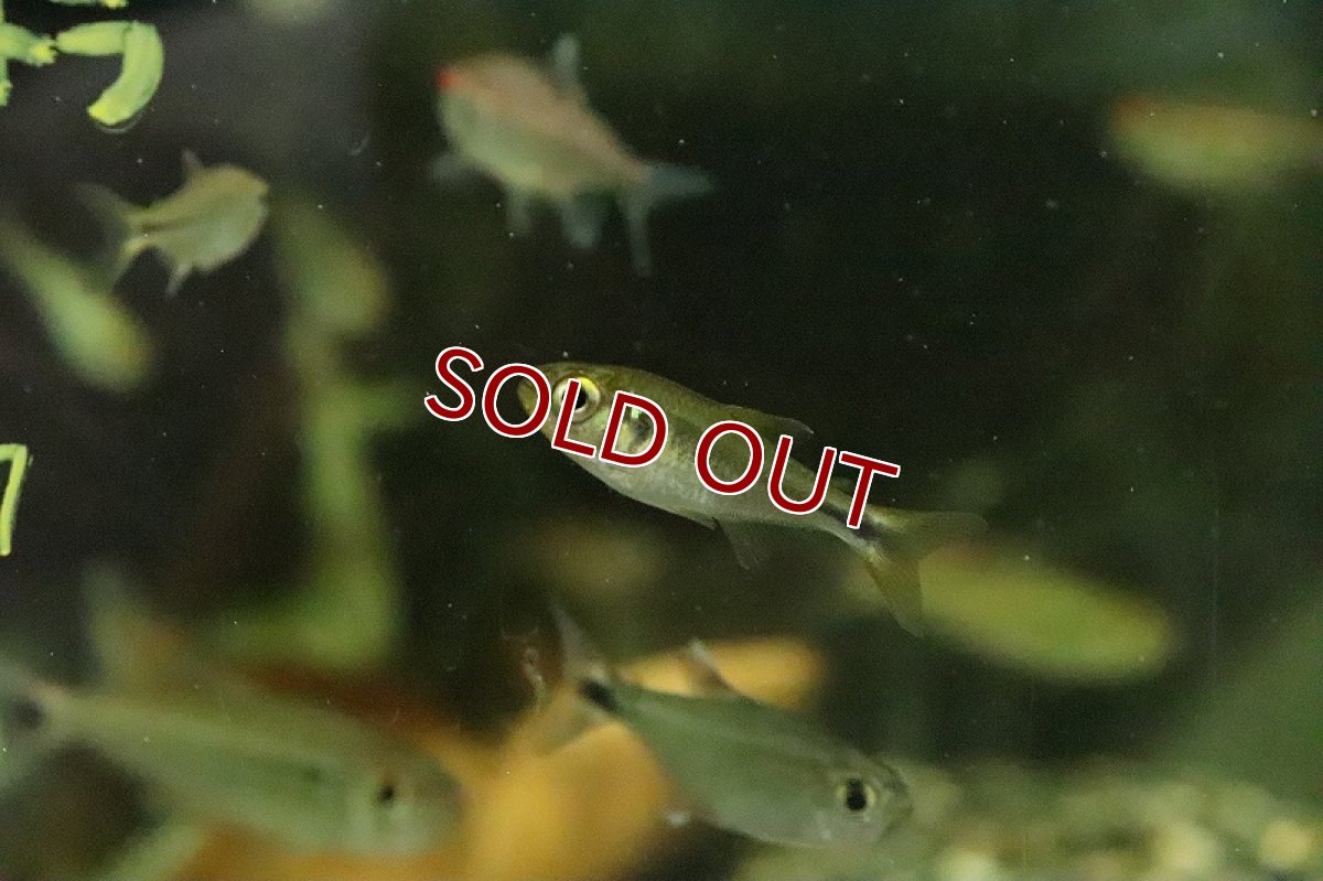 画像5: 【淡水魚】サンシャインデウテロドンテトラ バイヤ産 ワイルド【１匹 サンプル画像】(珍カラ)(生体)(淡水)ＮＫCK (5)