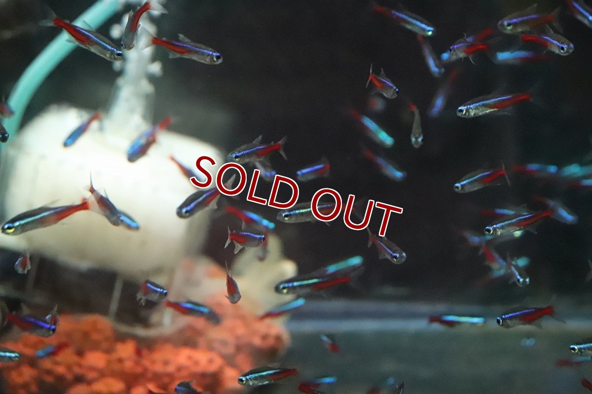 画像2: 【淡水魚】【通販】レア種 ネオンテトラ ペルー産 ワイルド【１匹 サンプル画像】(珍カラ)(生体)(淡水)ＮＫCK (2)