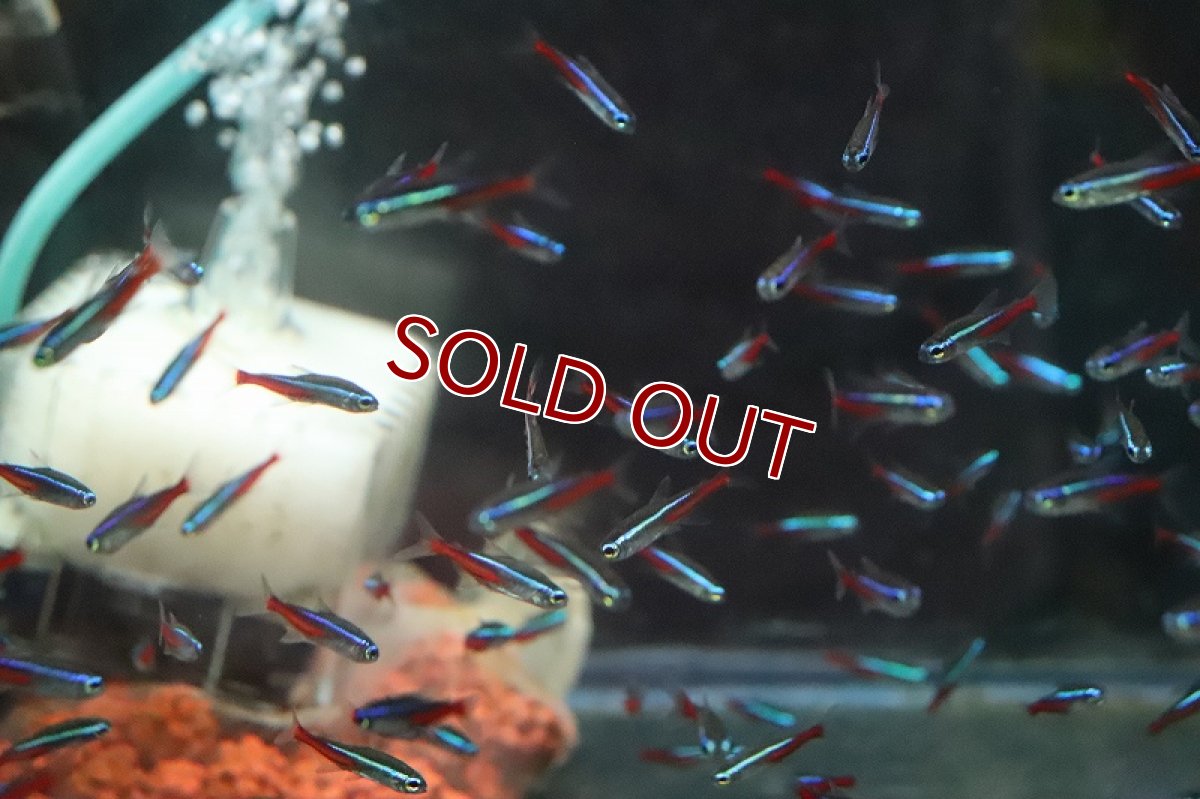 画像3: 【淡水魚】【通販】レア種 ネオンテトラ ペルー産 ワイルド【１匹 サンプル画像】(珍カラ)(生体)(淡水)ＮＫCK (3)