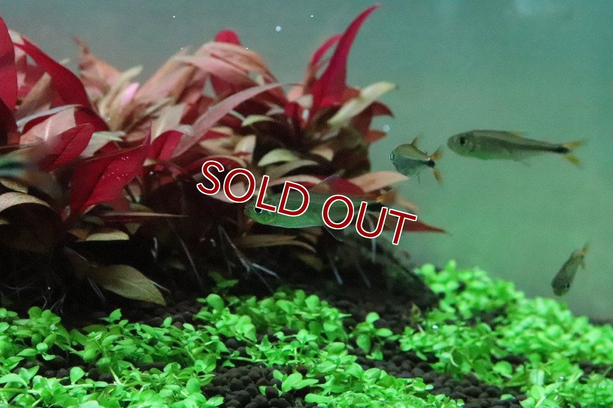 画像2: 【淡水魚】新種 レッドテールフラッシュテトラ リオアリプアナ産 ワイルド【1匹 サンプル画像】(珍カラ)（生体）(熱帯魚)ＮＫCK (2)