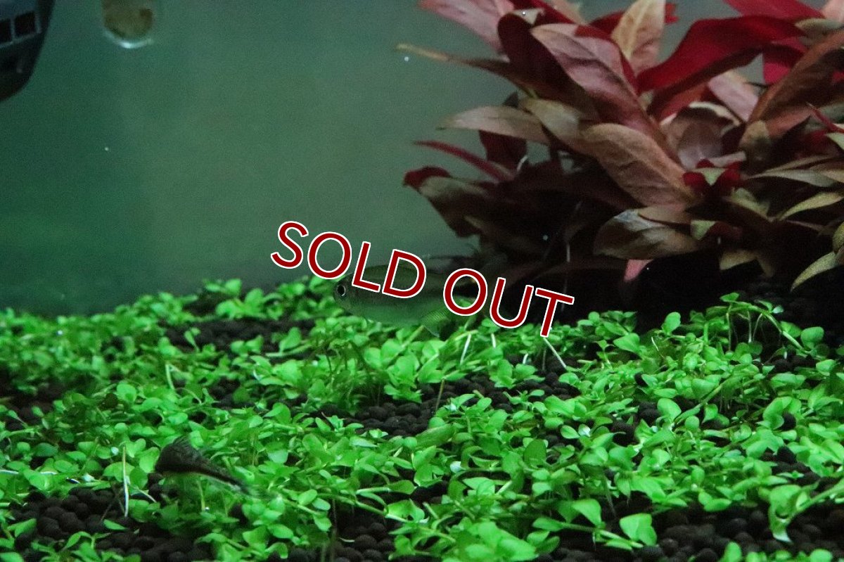 画像3: 【淡水魚】新種 レッドテールフラッシュテトラ リオアリプアナ産 ワイルド【1匹 サンプル画像】(珍カラ)（生体）(熱帯魚)ＮＫCK (3)