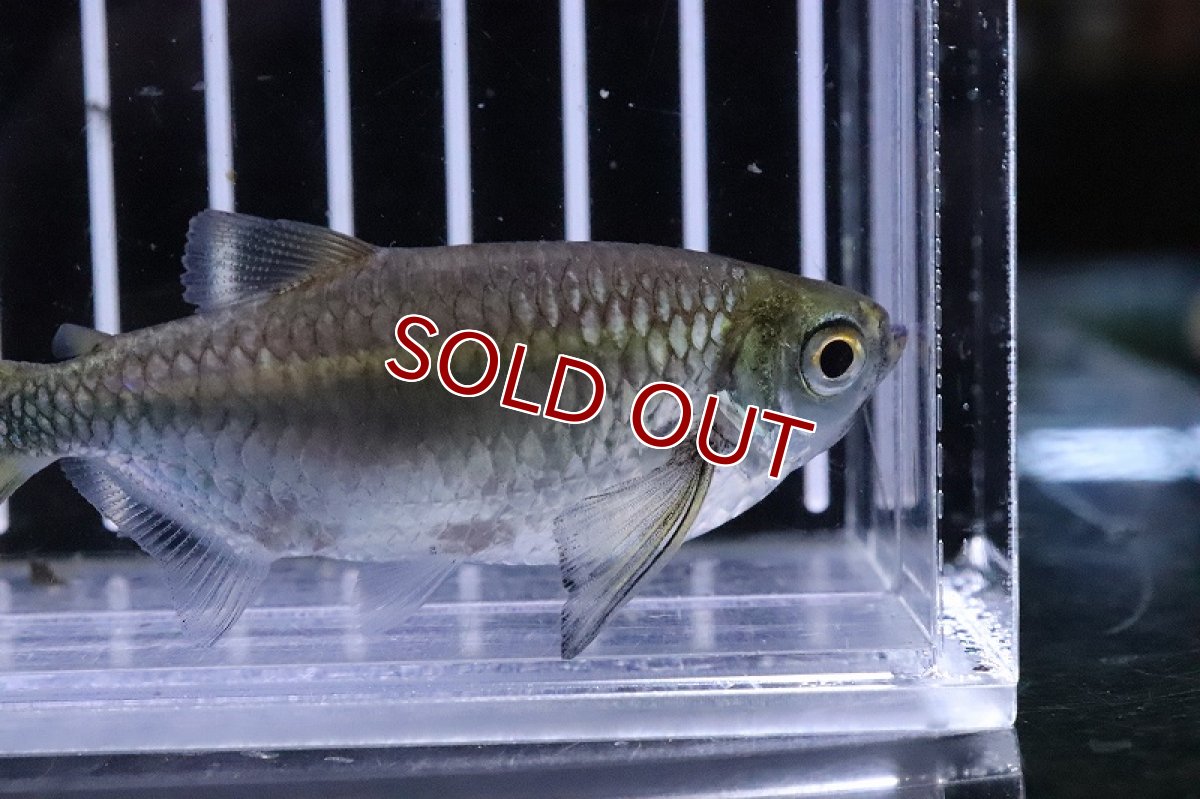 画像2: 【淡水魚】大きめ エロンガータハチェット ワイルド【1匹 サンプル画像】(±8cm)(珍カラ)（生体）(熱帯魚)ＮＫCK (2)