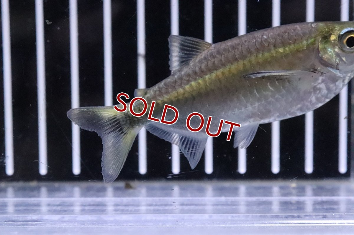 画像3: 【淡水魚】大きめ エロンガータハチェット ワイルド【1匹 サンプル画像】(±8cm)(珍カラ)（生体）(熱帯魚)ＮＫCK (3)