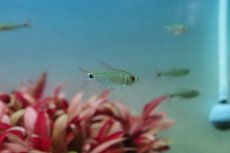 画像1: 【淡水魚】レア種 リアル サンセットキティテトラ ワイルド【1匹 サンプル画像】(珍カラ)（生体）(熱帯魚)ＮＫCK (1)