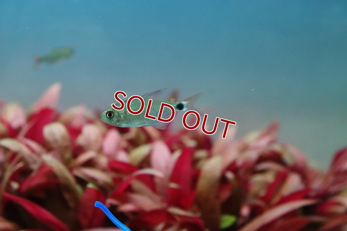 画像2: 【淡水魚】レア種 リアル サンセットキティテトラ ワイルド【1匹 サンプル画像】(珍カラ)（生体）(熱帯魚)ＮＫCK (2)