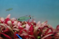 画像2: 【淡水魚】レア種 リアル サンセットキティテトラ ワイルド【1匹 サンプル画像】(珍カラ)（生体）(熱帯魚)ＮＫCK (2)