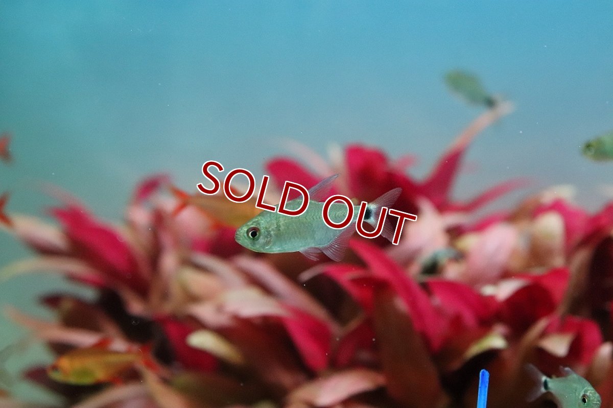 画像3: 【淡水魚】レア種 リアル サンセットキティテトラ ワイルド【1匹 サンプル画像】(珍カラ)（生体）(熱帯魚)ＮＫCK (3)