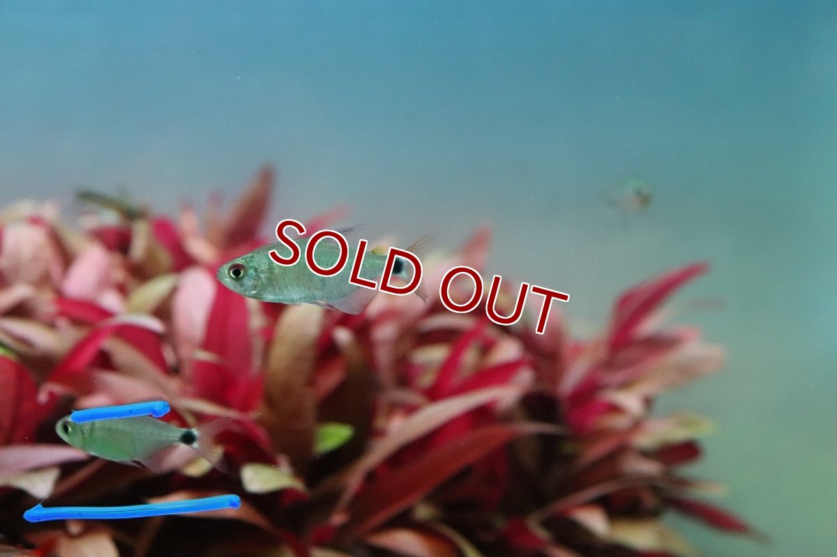 画像4: 【淡水魚】レア種 リアル サンセットキティテトラ ワイルド【1匹 サンプル画像】(珍カラ)（生体）(熱帯魚)ＮＫCK (4)