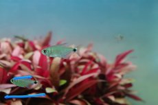 画像4: 【淡水魚】レア種 リアル サンセットキティテトラ ワイルド【1匹 サンプル画像】(珍カラ)（生体）(熱帯魚)ＮＫCK (4)