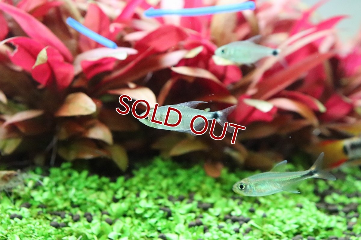 画像5: 【淡水魚】レア種 リアル サンセットキティテトラ ワイルド【1匹 サンプル画像】(珍カラ)（生体）(熱帯魚)ＮＫCK (5)