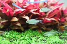 画像5: 【淡水魚】レア種 リアル サンセットキティテトラ ワイルド【1匹 サンプル画像】(珍カラ)（生体）(熱帯魚)ＮＫCK (5)