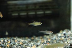 画像1: 【淡水魚】【通販】激安 ラズベリーテトラ ゴイアス産 ワイルド【1匹 サンプル画像】(珍カラ)（生体）(熱帯魚)ＮＫCK (1)