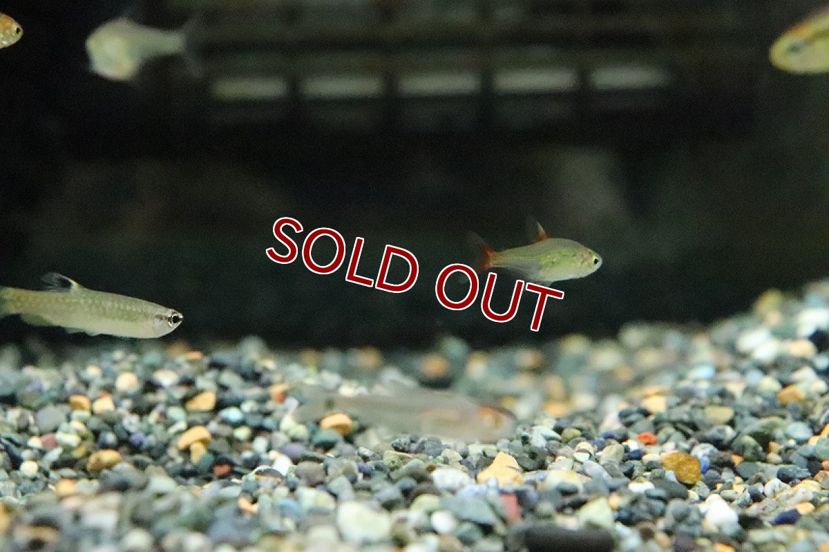 画像2: 【淡水魚】激安 ラズベリーテトラ ゴイアス産 ワイルド【1匹 サンプル画像】(珍カラ)（生体）(熱帯魚)ＮＫCK (2)