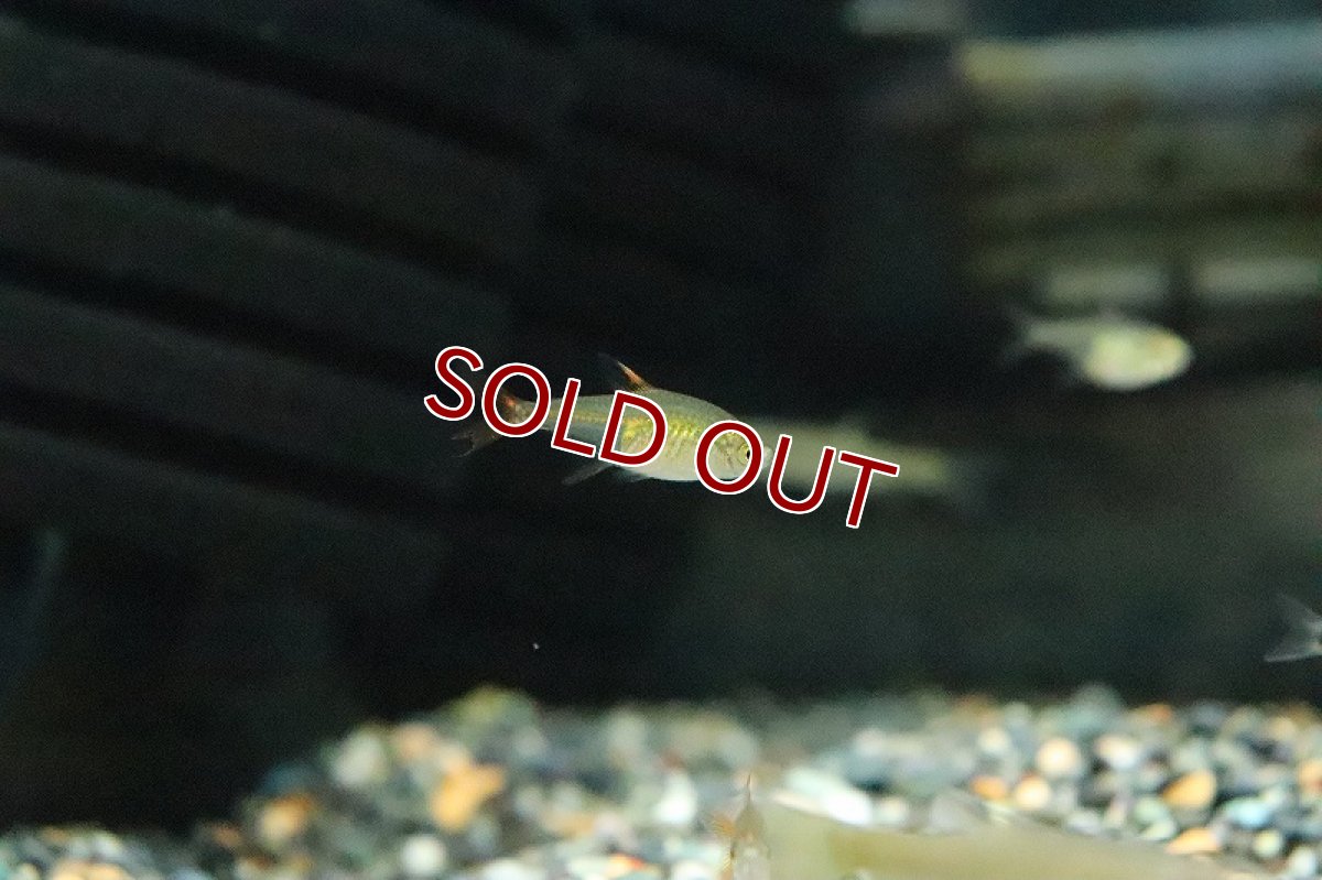 画像3: 【淡水魚】激安 ラズベリーテトラ ゴイアス産 ワイルド【1匹 サンプル画像】(珍カラ)（生体）(熱帯魚)ＮＫCK (3)