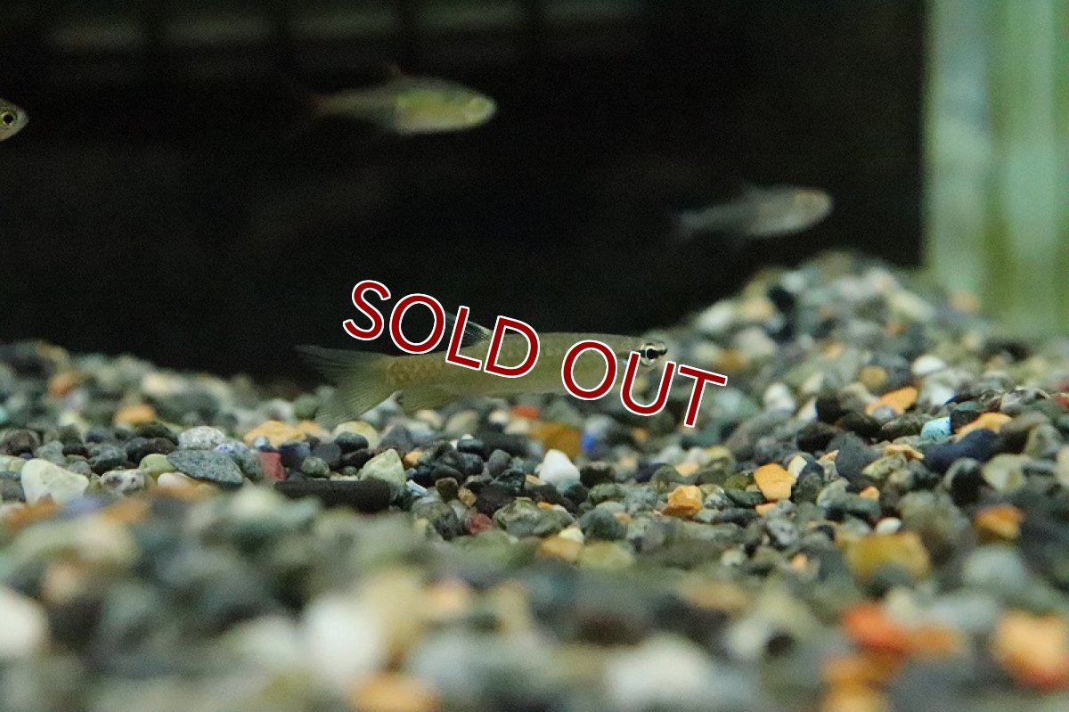 画像2: 【淡水魚】イエローフィンコペラ リオアラグアイア産 ワイルド【1匹 サンプル画像】(珍カラ)（生体）(熱帯魚)ＮＫCK (2)