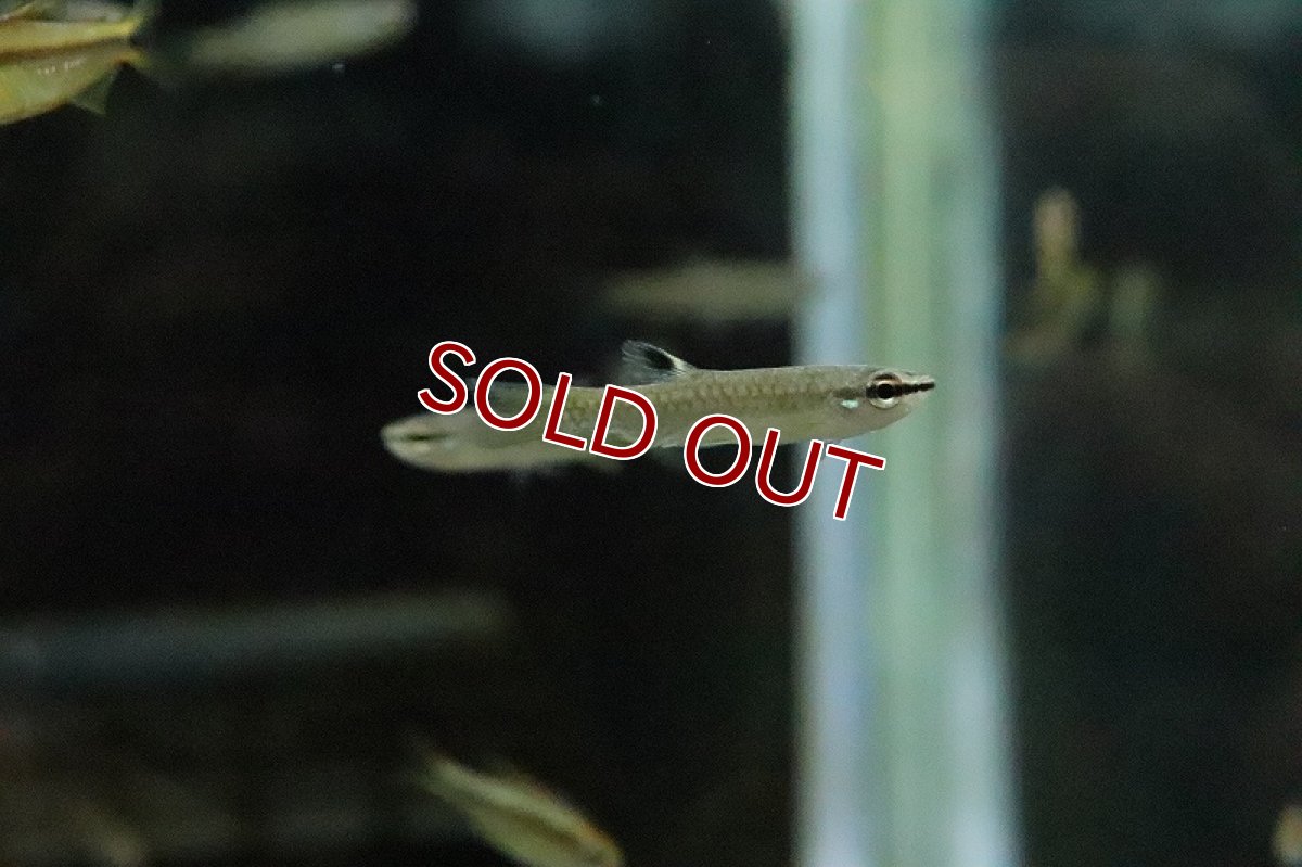 画像3: 【淡水魚】イエローフィンコペラ リオアラグアイア産 ワイルド【1匹 サンプル画像】(珍カラ)（生体）(熱帯魚)ＮＫCK (3)