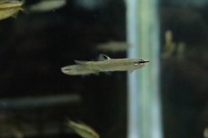 画像3: 【淡水魚】【通販】イエローフィンコペラ リオアラグアイア産 ワイルド【1匹 サンプル画像】(珍カラ)（生体）(熱帯魚)ＮＫCK (3)