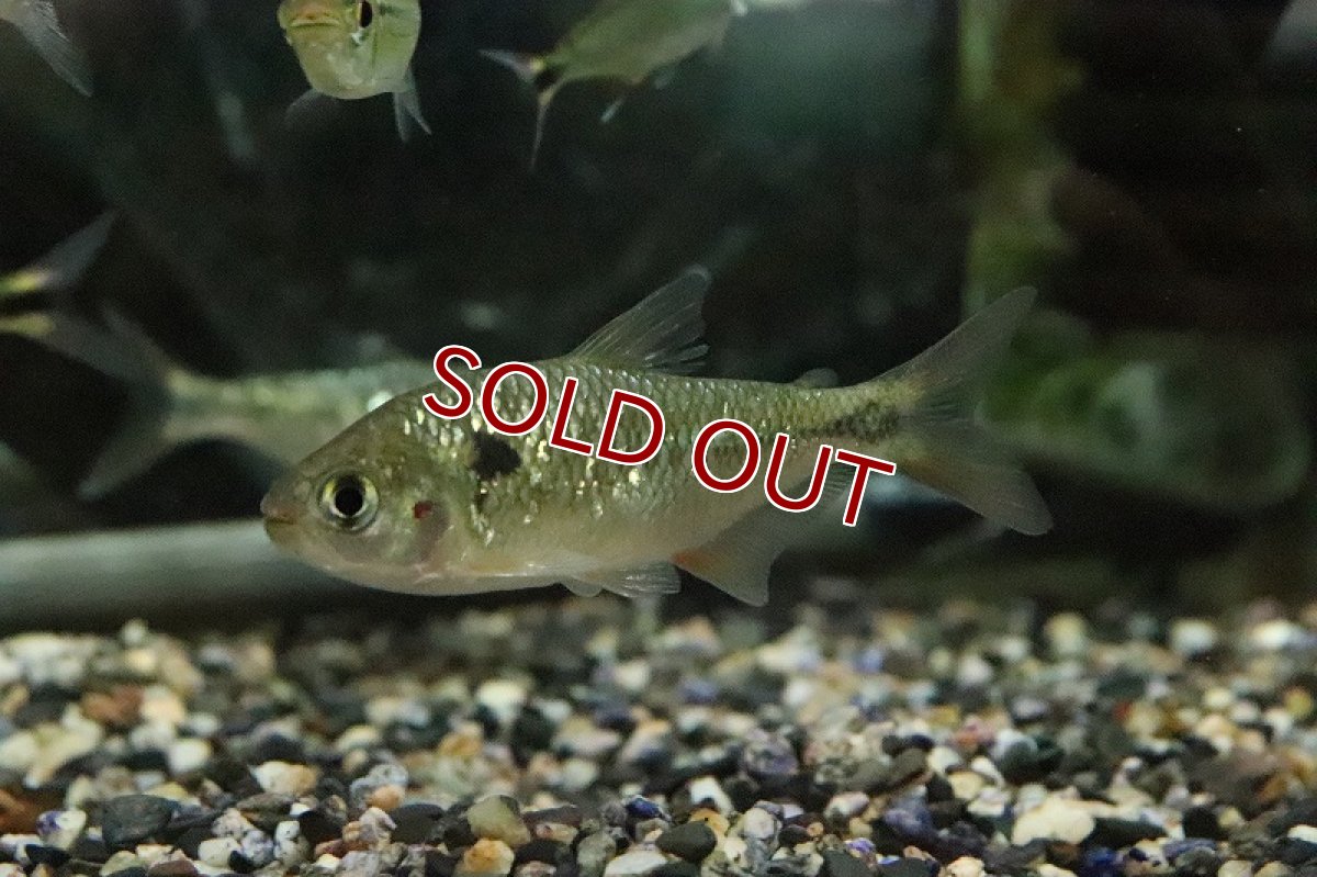 画像2: 【淡水魚】レア種 グリーンダイヤモンドデウテロドン パライナーバ  ド スルー産【1匹 サンプル画像】(珍カラ)（生体）(熱帯魚)ＮＫCK (2)