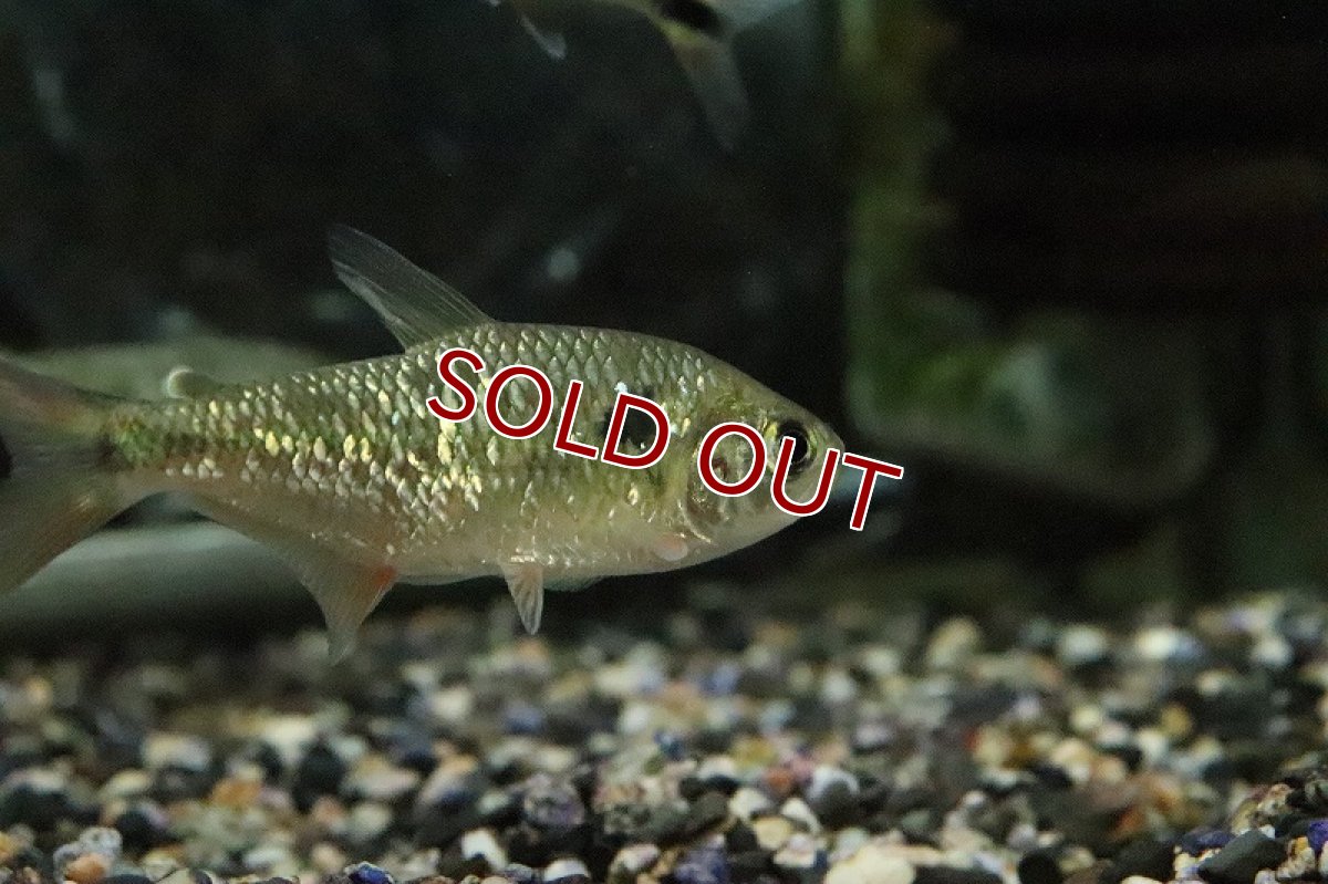 画像3: 【淡水魚】レア種 グリーンダイヤモンドデウテロドン パライナーバ  ド スルー産【1匹 サンプル画像】(珍カラ)（生体）(熱帯魚)ＮＫCK (3)