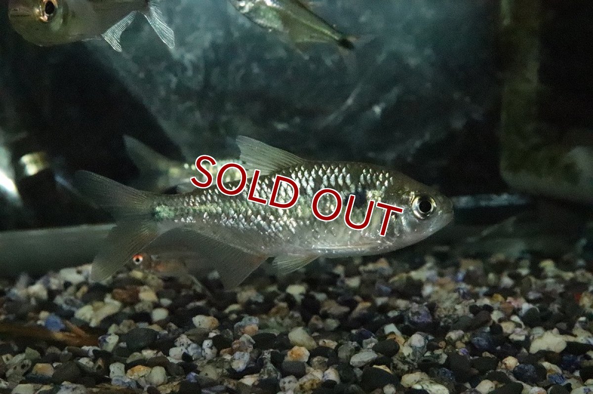 画像4: 【淡水魚】レア種 グリーンダイヤモンドデウテロドン パライナーバ  ド スルー産【1匹 サンプル画像】(珍カラ)（生体）(熱帯魚)ＮＫCK (4)