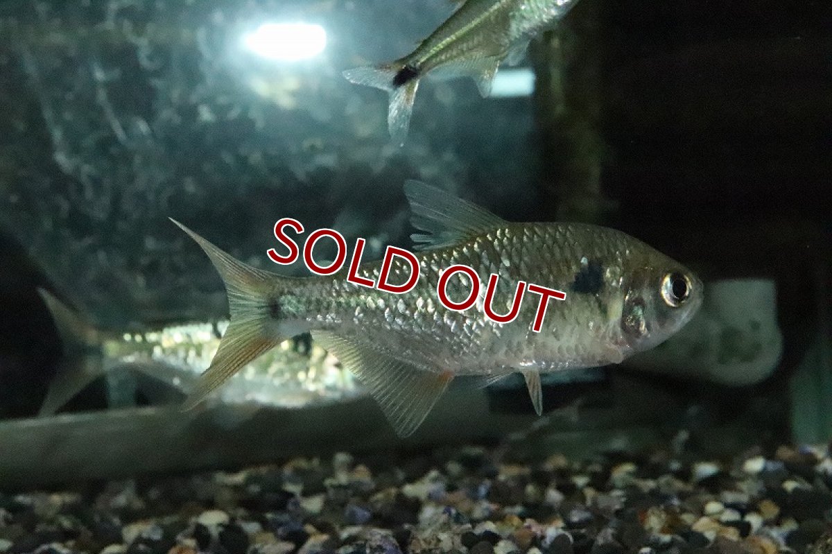 画像5: 【淡水魚】レア種 グリーンダイヤモンドデウテロドン パライナーバ  ド スルー産【1匹 サンプル画像】(珍カラ)（生体）(熱帯魚)ＮＫCK (5)