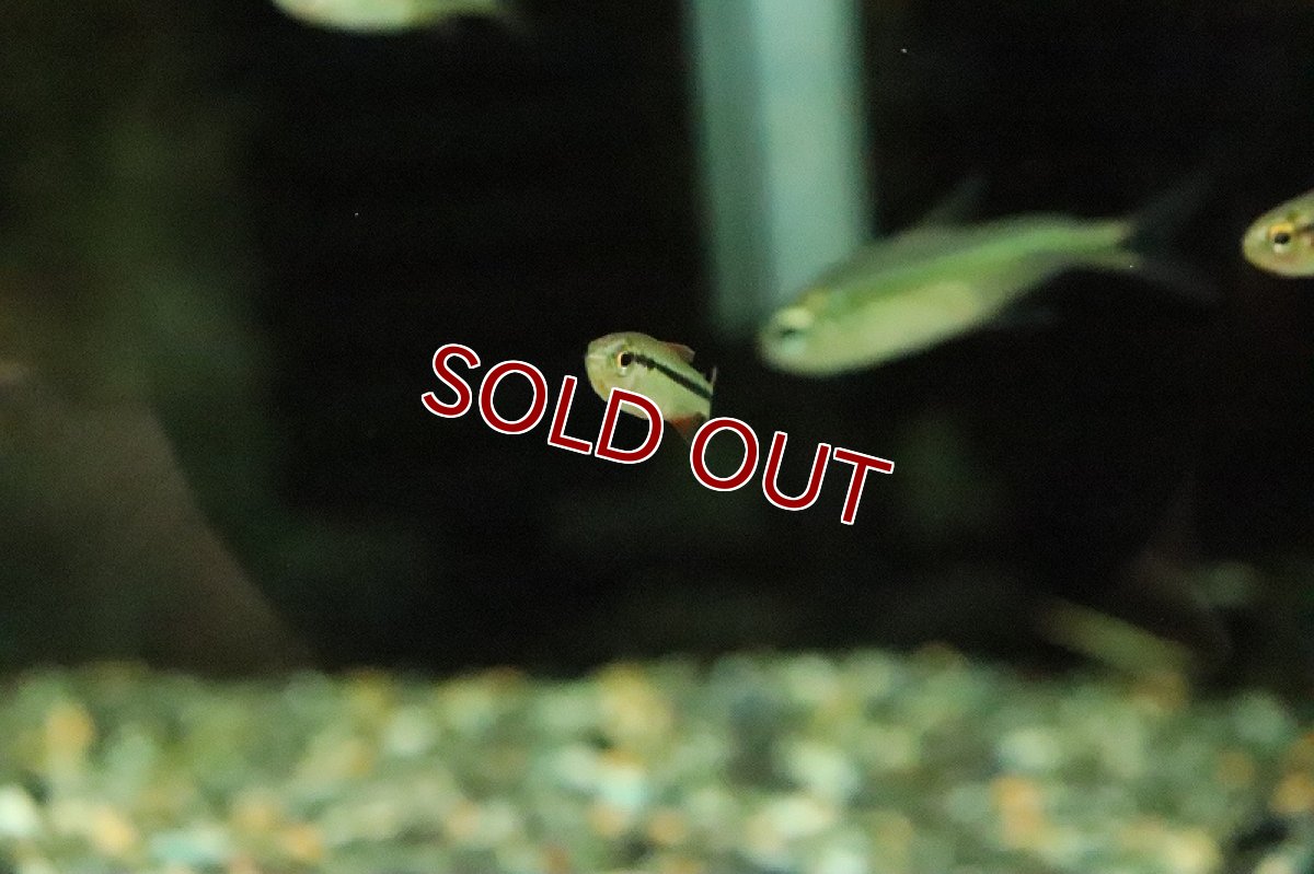 画像2: 【淡水魚】レア種 グリーンラインラピステトラ ワイルド【１匹 サンプル画像】(珍カラ)(生体)(熱帯魚)NKCK (2)