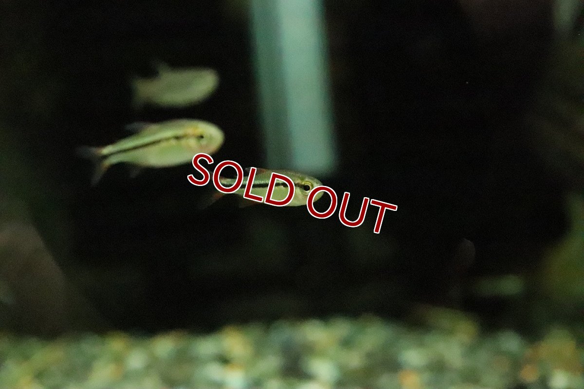 画像3: 【淡水魚】レア種 グリーンラインラピステトラ ワイルド【１匹 サンプル画像】(珍カラ)(生体)(熱帯魚)NKCK (3)