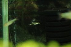 画像1: 【淡水魚】【通販】レア種 メタリックグリーンラインペンシル アレンカー産 ワイルド【１匹 サンプル画像】(珍カラ)(生体)(熱帯魚)NKCK (1)