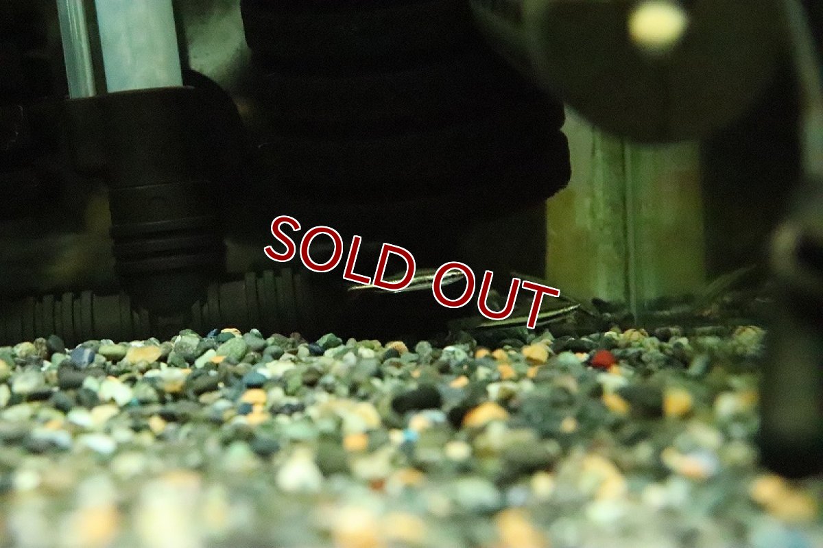 画像2: 【淡水魚】レア種 メタリックグリーンラインペンシル アレンカー産 ワイルド【１匹 サンプル画像】(珍カラ)(生体)(熱帯魚)NKCK (2)