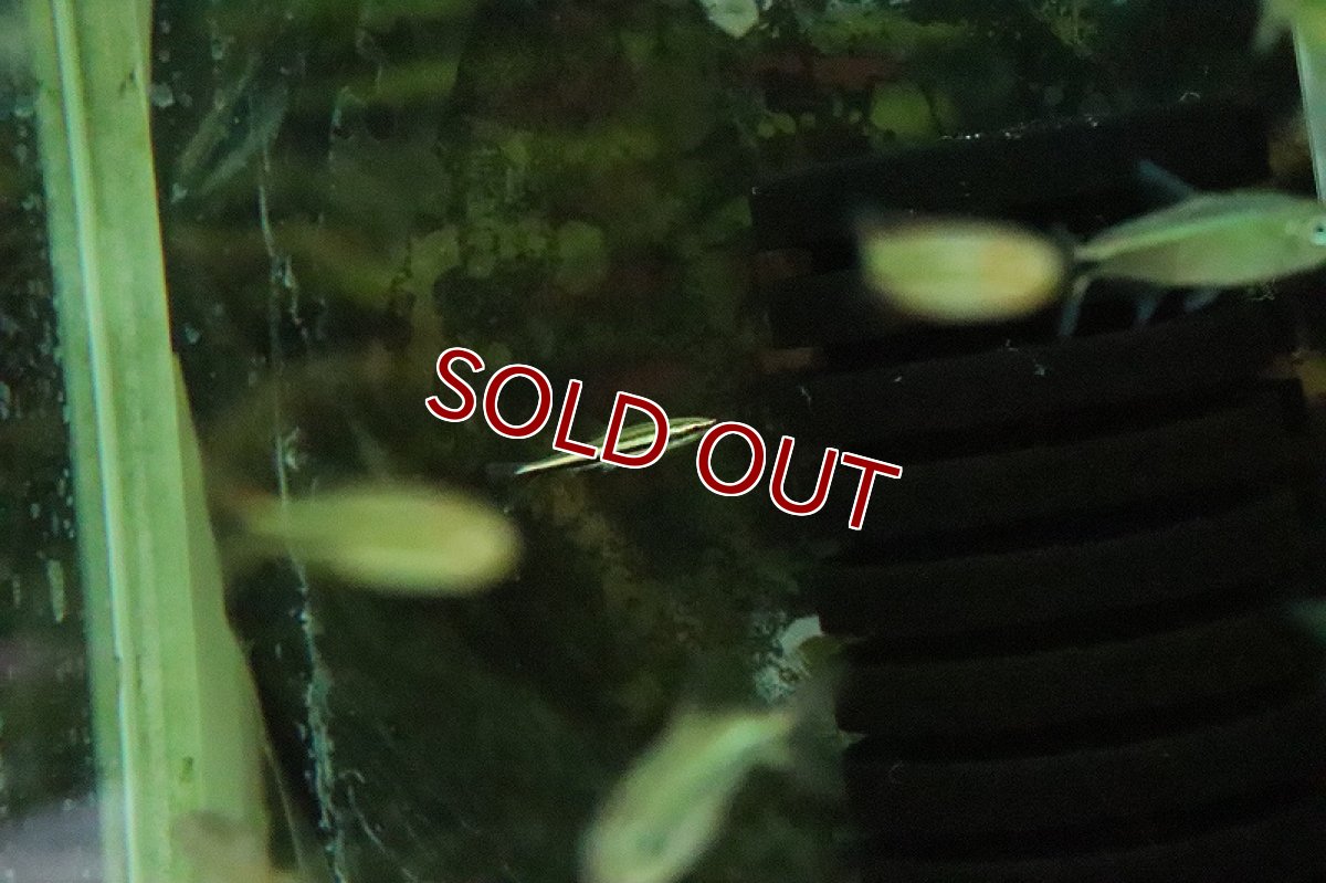 画像3: 【淡水魚】レア種 メタリックグリーンラインペンシル アレンカー産 ワイルド【１匹 サンプル画像】(珍カラ)(生体)(熱帯魚)NKCK (3)