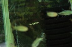 画像3: 【淡水魚】【通販】レア種 メタリックグリーンラインペンシル アレンカー産 ワイルド【１匹 サンプル画像】(珍カラ)(生体)(熱帯魚)NKCK (3)
