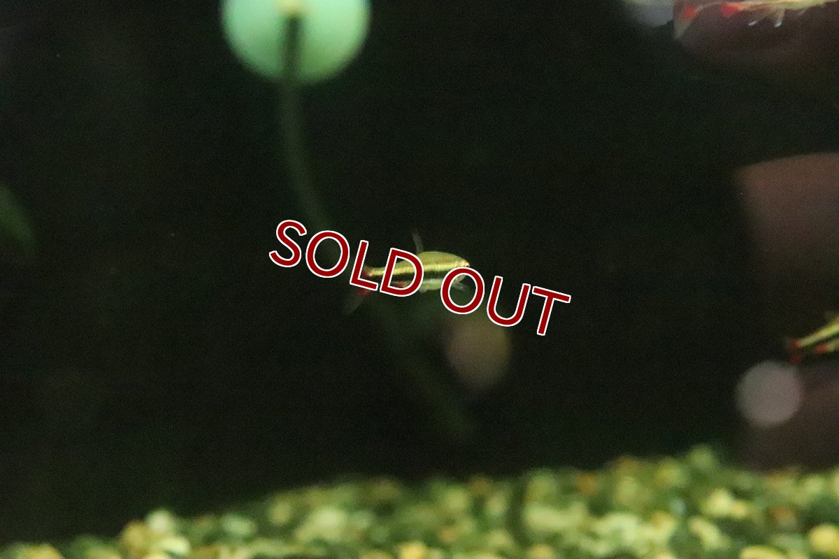 画像2: 【淡水魚】レア種 レッドフレームベックホルティーペンシル アレンカー産 ワイルド【１匹 サンプル画像】(珍カラ)(生体)(熱帯魚)NKCK (2)