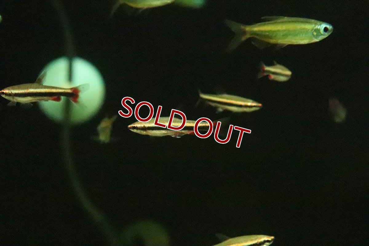 画像3: 【淡水魚】レア種 レッドフレームベックホルティーペンシル アレンカー産 ワイルド【１匹 サンプル画像】(珍カラ)(生体)(熱帯魚)NKCK (3)