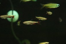画像3: 【淡水魚】【通販】レア種 レッドフレームベックホルティーペンシル アレンカー産 ワイルド【１匹 サンプル画像】(珍カラ)(生体)(熱帯魚)NKCK (3)