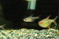 画像1: 【淡水魚】【通販】激レア フェニックステトラ リアル ワイルド【１匹 サンプル画像】(珍カラ)(生体)(熱帯魚)NKCK (1)