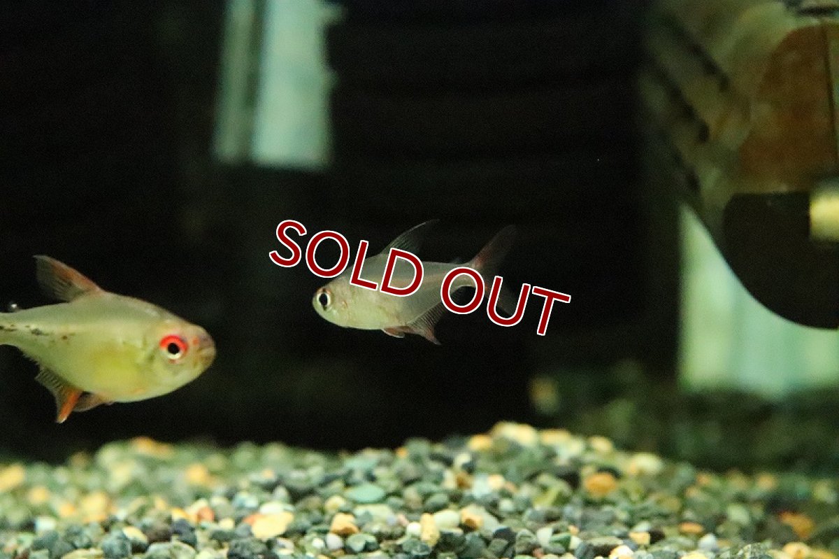 画像2: 【淡水魚】【通販】激レア フェニックステトラ リアル ワイルド【１匹 サンプル画像】(珍カラ)(生体)(熱帯魚)NKCK (2)