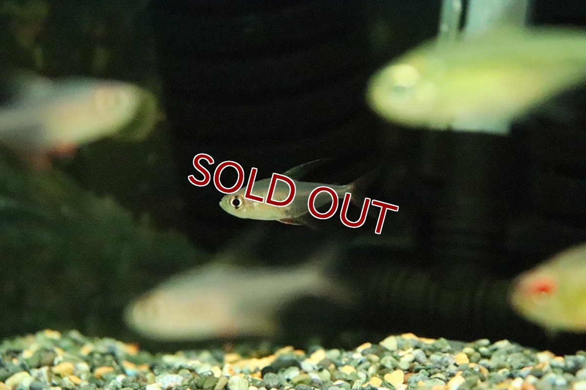 画像3: 【淡水魚】【通販】激レア フェニックステトラ リアル ワイルド【１匹 サンプル画像】(珍カラ)(生体)(熱帯魚)NKCK (3)