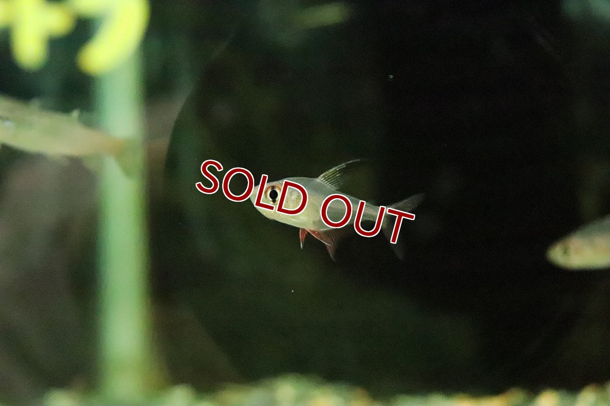 画像4: 【淡水魚】【通販】激レア フェニックステトラ リアル ワイルド【１匹 サンプル画像】(珍カラ)(生体)(熱帯魚)NKCK (4)