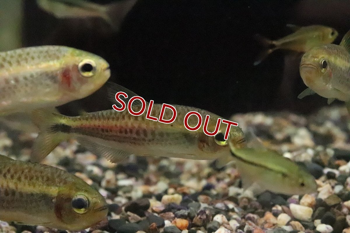 画像2: 【淡水魚】パープルレインボーコギャルテトラ サンタレン産 ワイルド【１匹 サンプル画像】(珍カラ)(生体)(熱帯魚)NKCK (2)