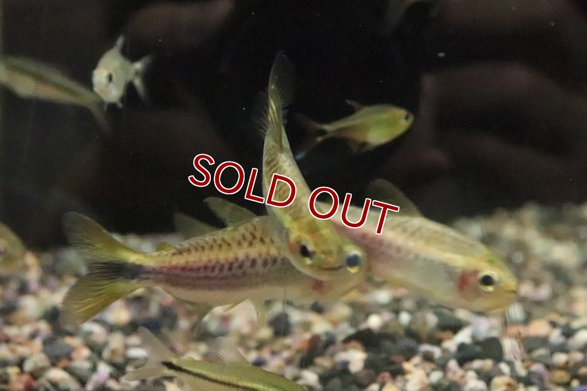 画像3: 【淡水魚】パープルレインボーコギャルテトラ サンタレン産 ワイルド【１匹 サンプル画像】(珍カラ)(生体)(熱帯魚)NKCK (3)