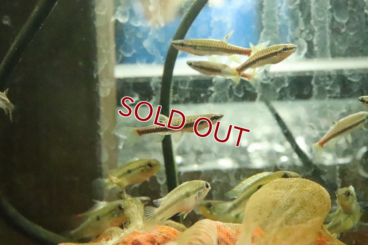 画像2: 【淡水魚】ブラッドレッドスポットコペラ アレンカー産 ワイルド【１匹 サンプル画像】(珍カラ)(生体)(熱帯魚)NKCK (2)