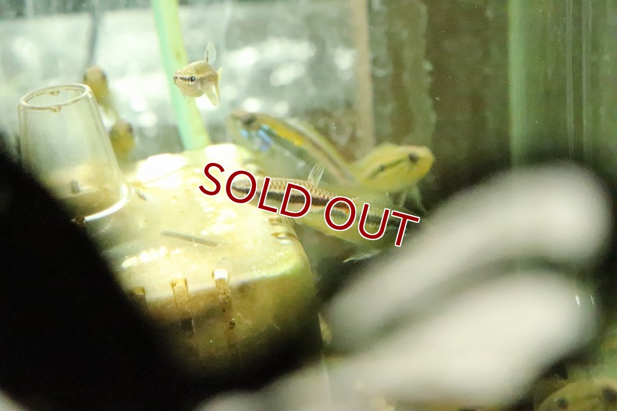 画像3: 【淡水魚】ブラッドレッドスポットコペラ アレンカー産 ワイルド【１匹 サンプル画像】(珍カラ)(生体)(熱帯魚)NKCK (3)