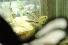 画像3: 【淡水魚】【通販】ブラッドレッドスポットコペラ アレンカー産 ワイルド【１匹 サンプル画像】(珍カラ)(生体)(熱帯魚)NKCK (3)