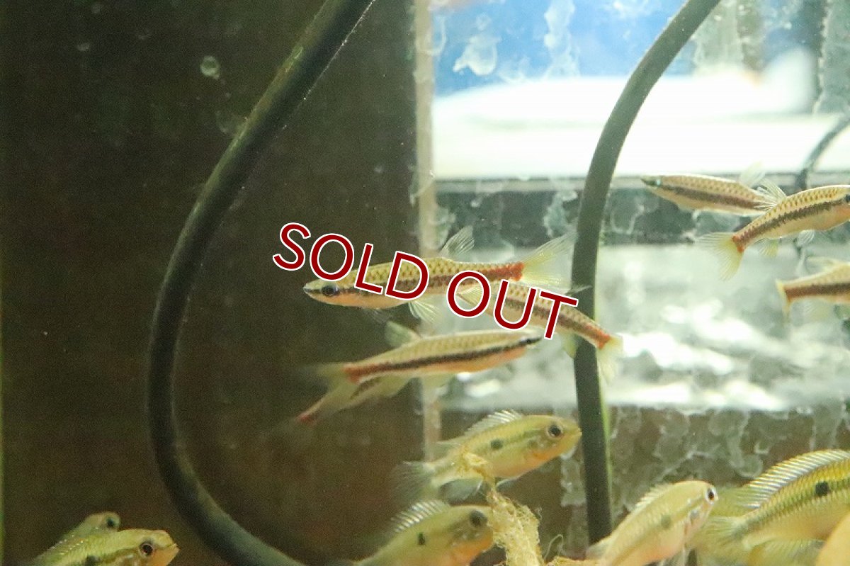 画像4: 【淡水魚】ブラッドレッドスポットコペラ アレンカー産 ワイルド【１匹 サンプル画像】(珍カラ)(生体)(熱帯魚)NKCK (4)