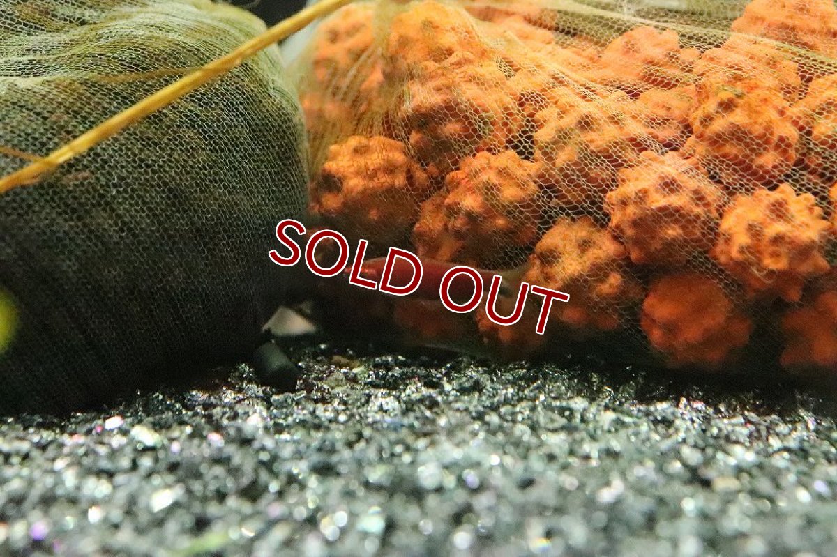 画像2: 【淡水魚】新種 クリムゾンレッドペンシル ワイルド【1ペア サンプル画像】(珍カラ)(生体)(熱帯魚)NKCK (2)