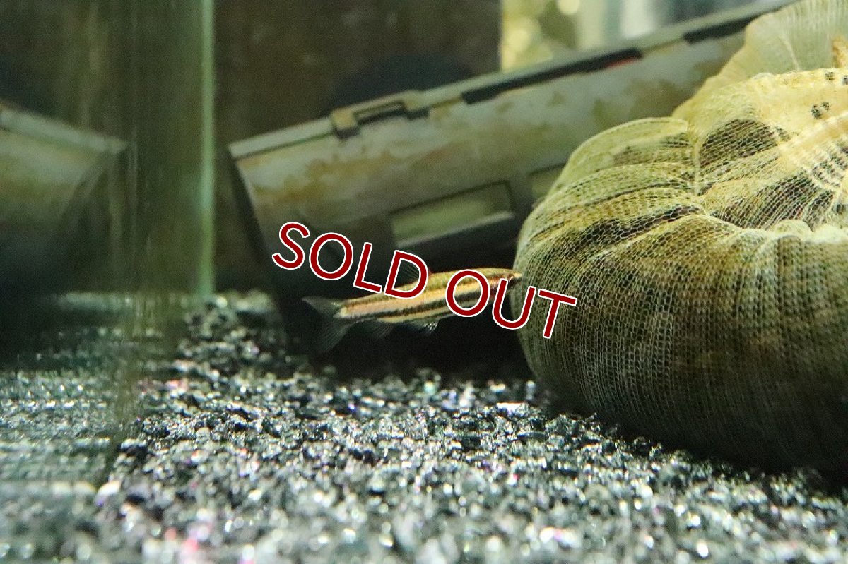 画像3: 【淡水魚】新種 クリムゾンレッドペンシル ワイルド【1ペア サンプル画像】(珍カラ)(生体)(熱帯魚)NKCK (3)