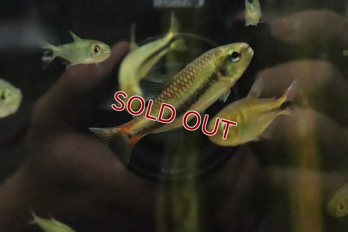 画像2: 【淡水魚】大特価 激レア シャラクテトラ2 ジュルエナ産 ワイルド【１匹 サンプル画像】(珍カラ)(生体)(熱帯魚)NKCK (2)